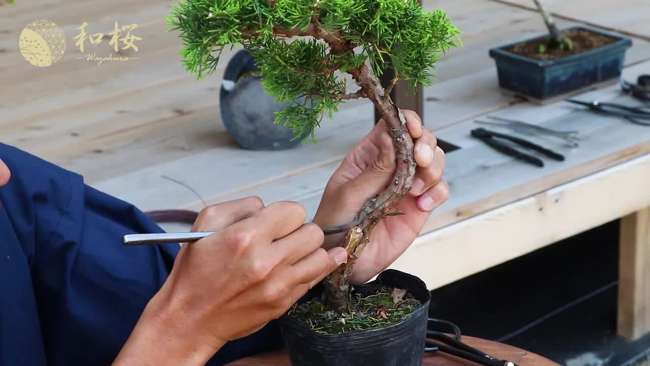 Bonsai for Beginners: Bonsai Carving & How to Create jin and shari || Wazakura Japan