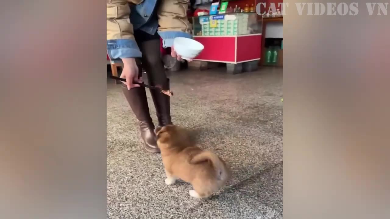 Funny Animals 2023