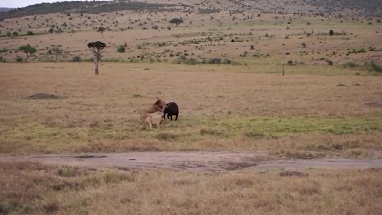 Male Lion Jumps Into River To Rescue Lioness From Bloodthirsty Crocodiles What Happen Will Be?