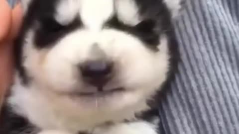 Cute baby animals video🐕