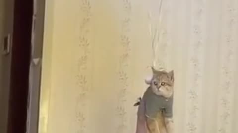 Cute cat video