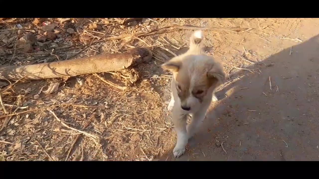 Funny Puppy Video