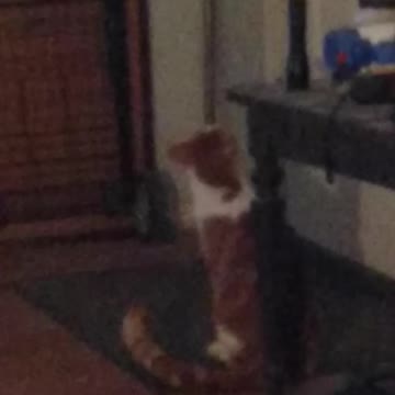 Squeeks, voicing his displeasure