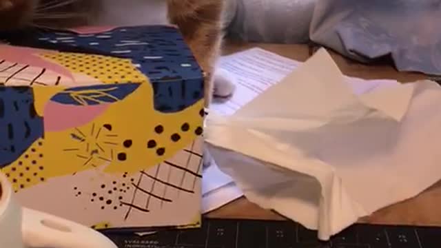 Cat vs tissue box