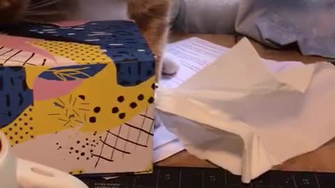 Cat vs tissue box