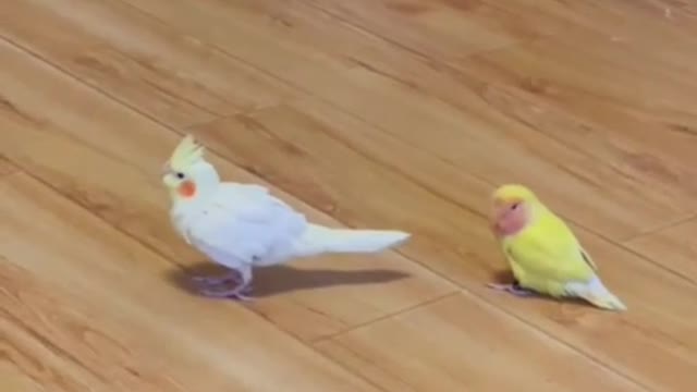 These are my two little followers, chirping