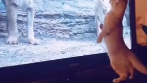 Talking Lion Scares Cat