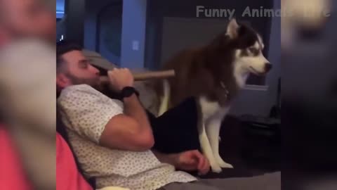 Funniest Dogs And Cats Videos