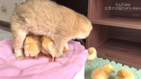 The kitten is a qualified mother of a chick, the daily life of the chick and the kitten