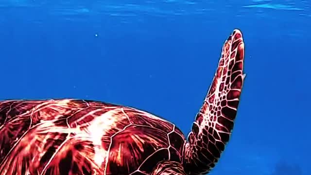 turtle's camera perspective