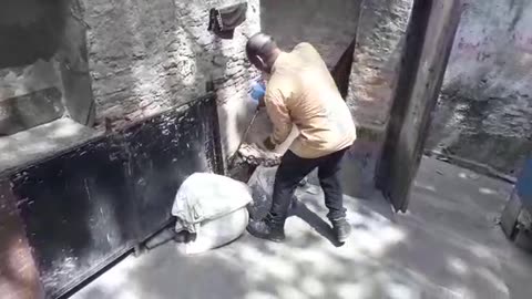 Catch black cobra snake