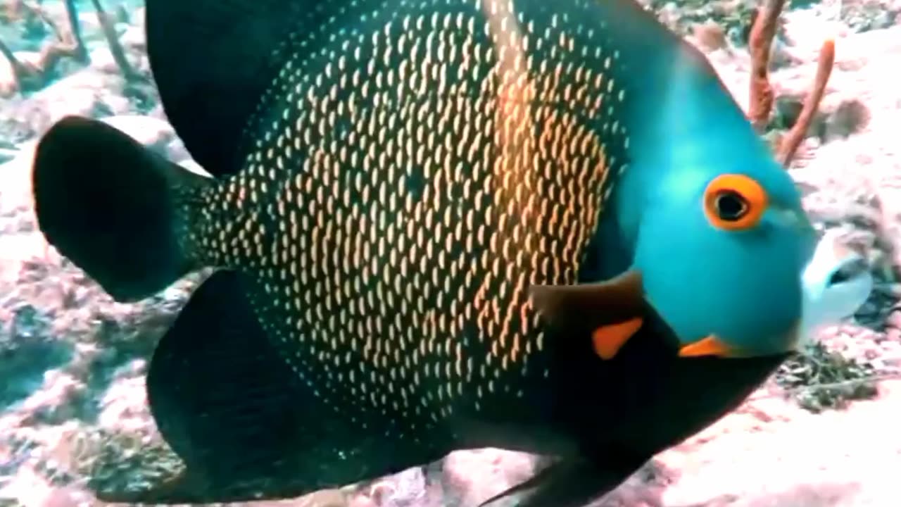 Satisfying Coral Fish ASMR That Makes You Calm Original Satisfying Videos PART - 24