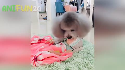 best funniest animal videos 2023, cats, dogs and monkies 🤣🤣