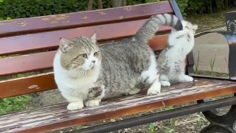 Cat Or Baby
