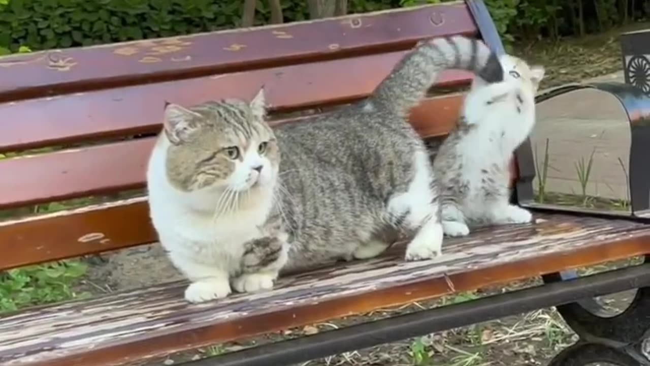 Cat Or Baby