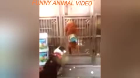 Funny 🤣🤣 animal video