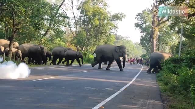 ELEPHANT CROSSING TRACK HARASSMENT TO WILD ANIMAL INDIAN WILD ELEPHANTS