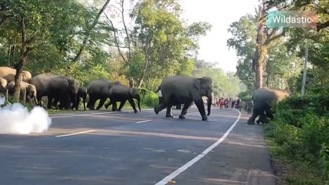 ELEPHANT CROSSING TRACK HARASSMENT TO WILD ANIMAL INDIAN WILD ELEPHANTS