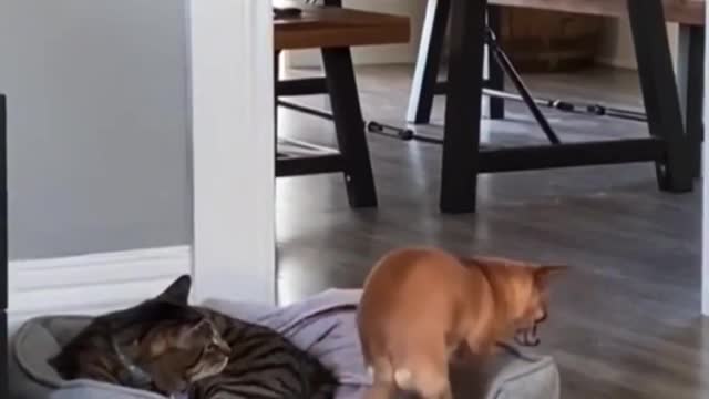 funny cat and dog compromise😀😀