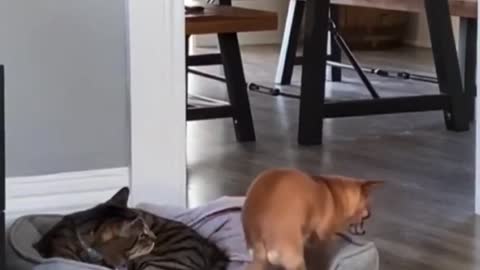 funny cat and dog compromise😀😀