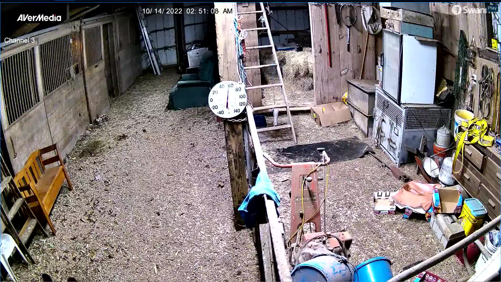 Bear Follows Mini Donkey into Barn and Chases it Out