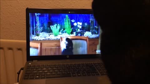 Cats N Fish Tanks