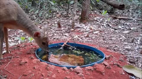 Wild animals blatant and beauty of forest animals filmed with trail camera