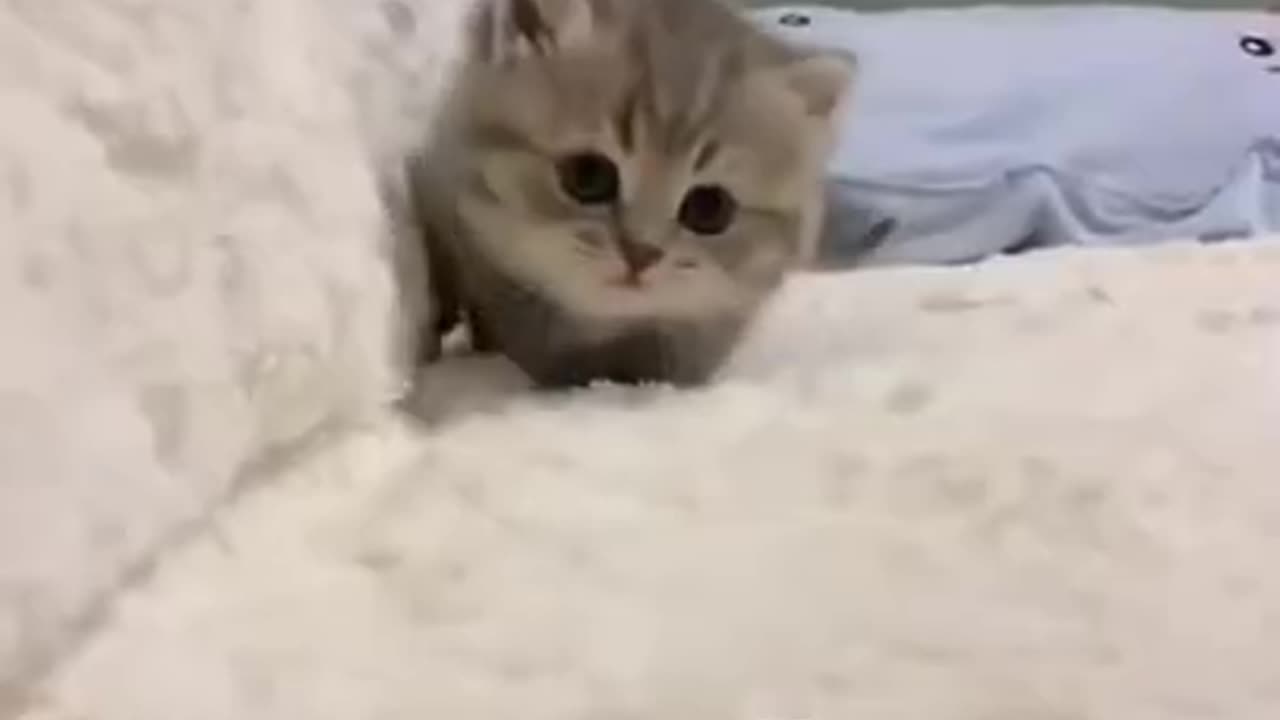 cute playful kitten