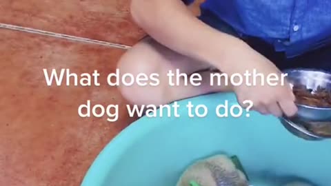 What does Mother dog want to do