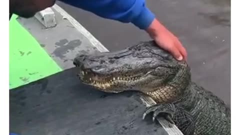 the friendly crocodile