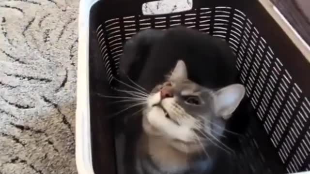 Celo Pets - Animais Engraçados Funny Animals Channel #cat #dog #funny #engraçado #viral #shorts(17)