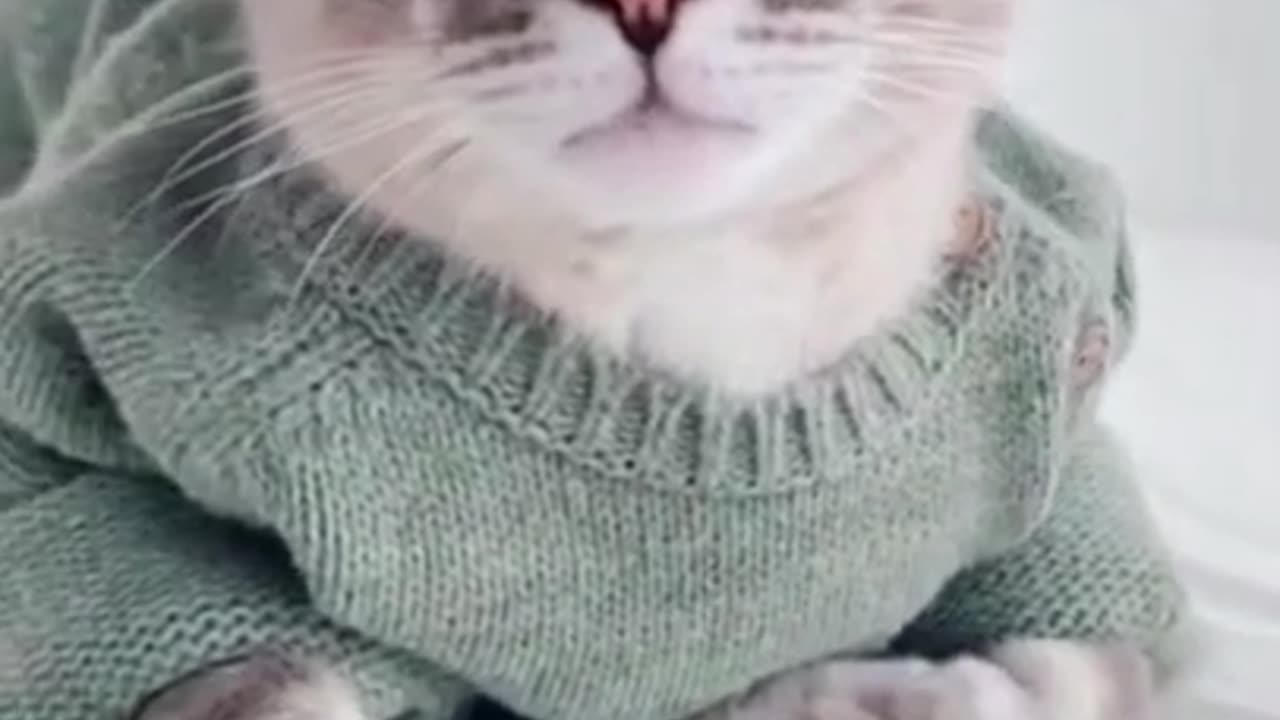 OMG So Cute Cats ♥ Best Funny Cat Videos