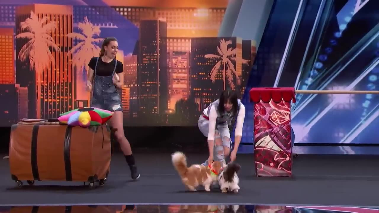 The Savitsky Cats Super Trained Cats Perform Exciting Routine