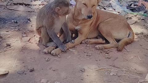 True Friendship between monkey and Dog