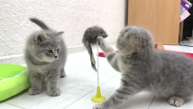 Little fluffy kittens are learning to hunt a mouse, mom cat is quietly watching