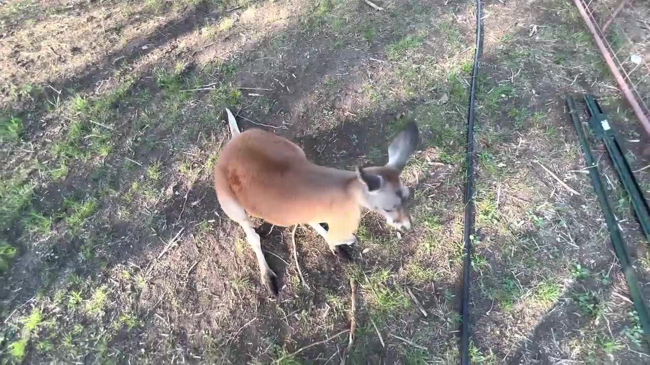 How to Fight a Kangaroo (and talk to eggs)9