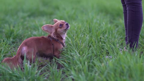 Adorable funny dog chihuahua walking in the green field. Beautiful little dog with big ears