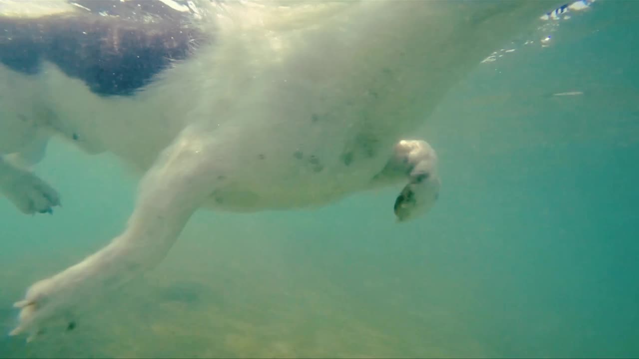 Dog swimming training 🤚😊 video 📸📷