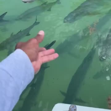 wow big fish here 🤩