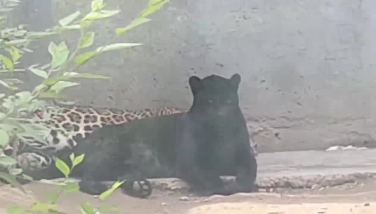 Black Panther