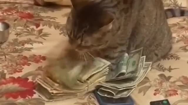 Cat 🐈 Video - Test Video - Random upload