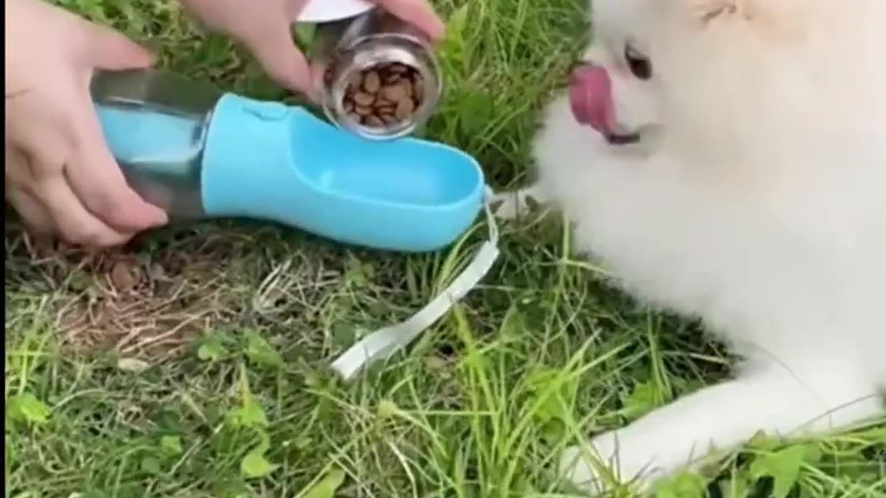 Yout pet food carrier portable