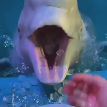 I predict an incoming brain freeze for Beluga 😂