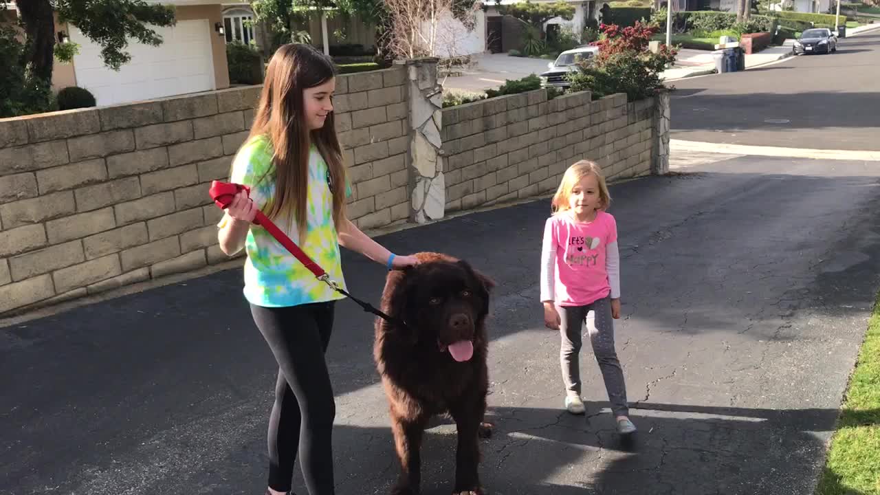 Hilarious kid and puppy training