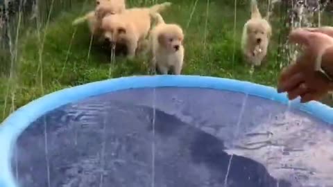 Puppies playing with sprinkle