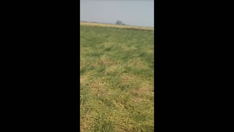 Holi vlog