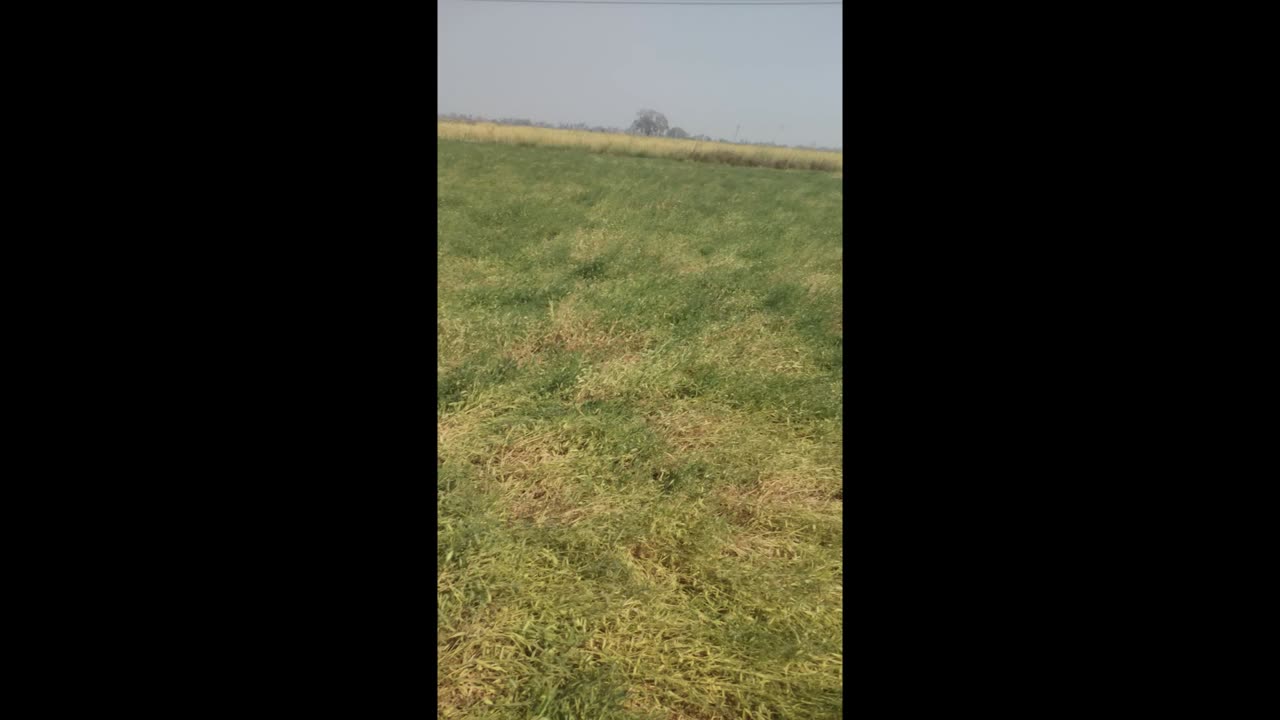 Holi vlog