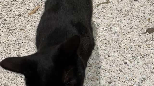 black cat eating