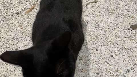 black cat eating