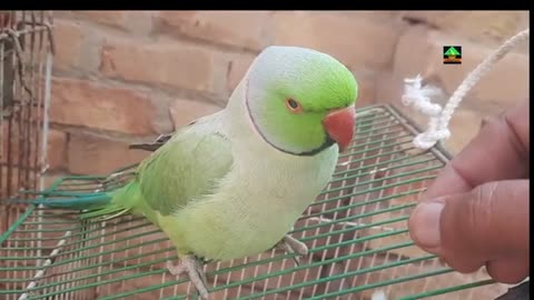 parrot talking